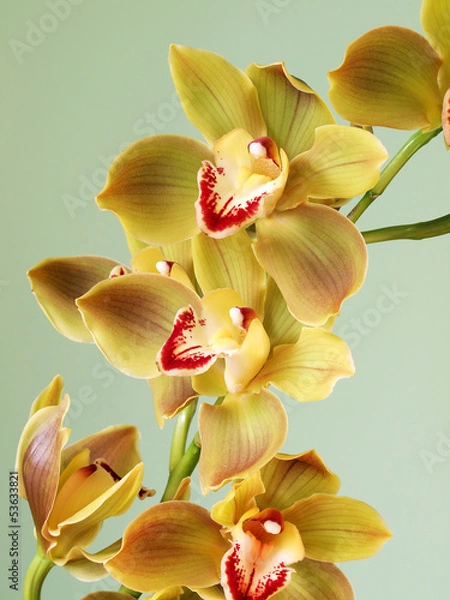 Obraz Beautiful Cymbidium Orchid 