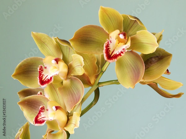 Obraz Beautiful Cymbidium Orchid 