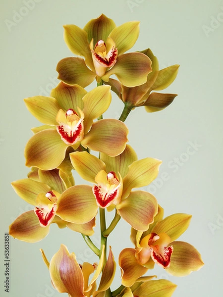 Obraz Beautiful Cymbidium Orchid 