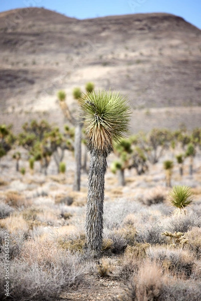 Fototapeta joshua tree in mojave desert