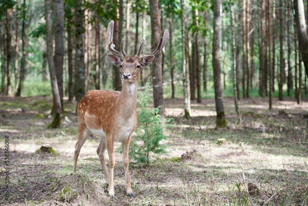 Fototapeta European fallow deer (Dama dama) with big horns in the forest. Wild deer stands among the trees