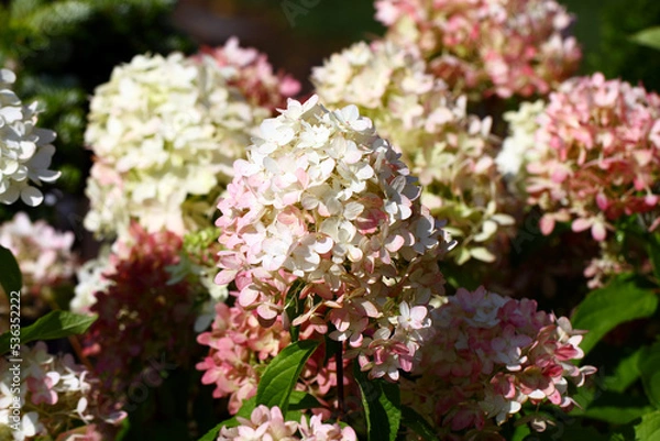 Fototapeta Hydrangea paniculata graffiti.