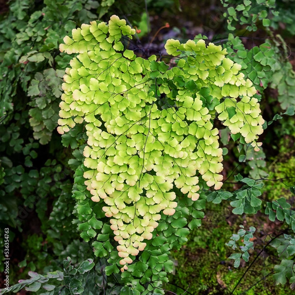 Fototapeta The genus Adiantum is a Maidenhair Fern. The genus name Adiantum comes from the Greek Adiantos, meaning not wet, not wet. It got its name from the fern. Some of the black stalks are not wet even when