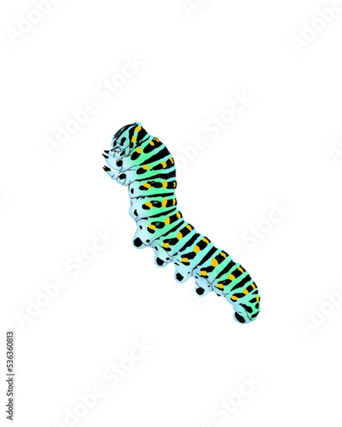 Obraz caterpillar