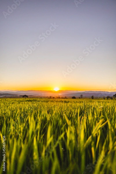 Obraz grass sunset
