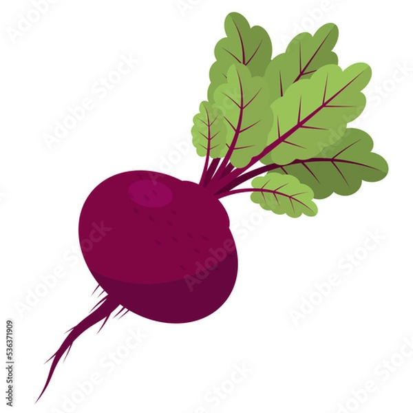 Fototapeta Fresh Beetroot Vegetable with Green Leaves on White Background.