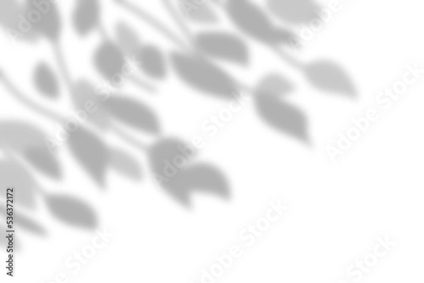 Fototapeta Gray shadow overlay of a branch leaves on a wall. Abstract nature concept with blurred background.