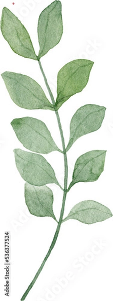 Obraz Green herb. Watercolor isolated illustration.