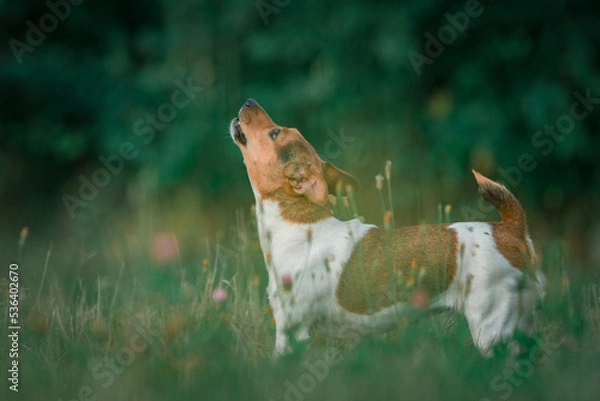 Fototapeta Young beautiful thoroughbred Jack Russell Terrier on a walk in the field.