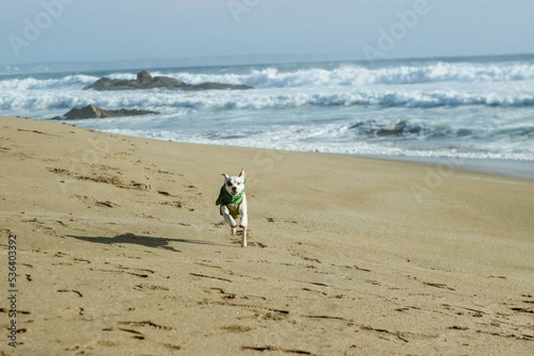 Obraz dog on the beach