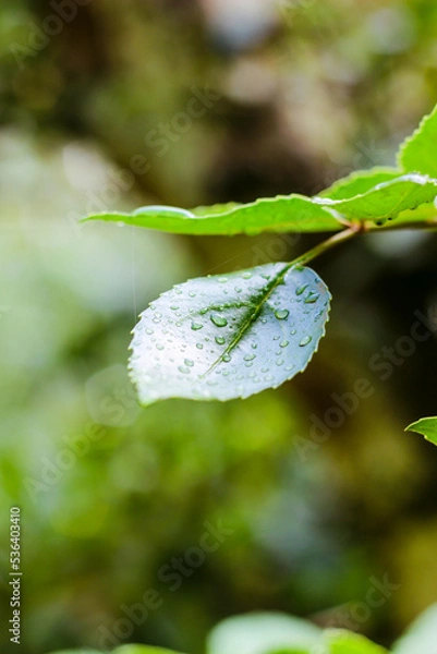 Obraz green leaf with water drops