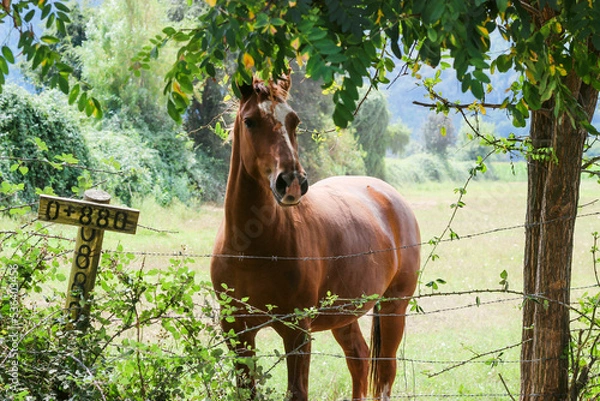 Obraz horse in the woods