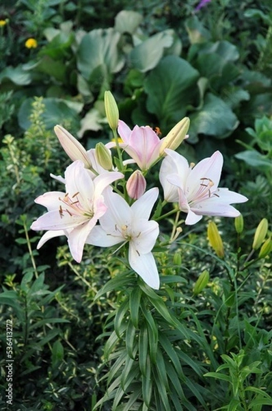 Obraz Beautiful white lilies bloom on background of greenery