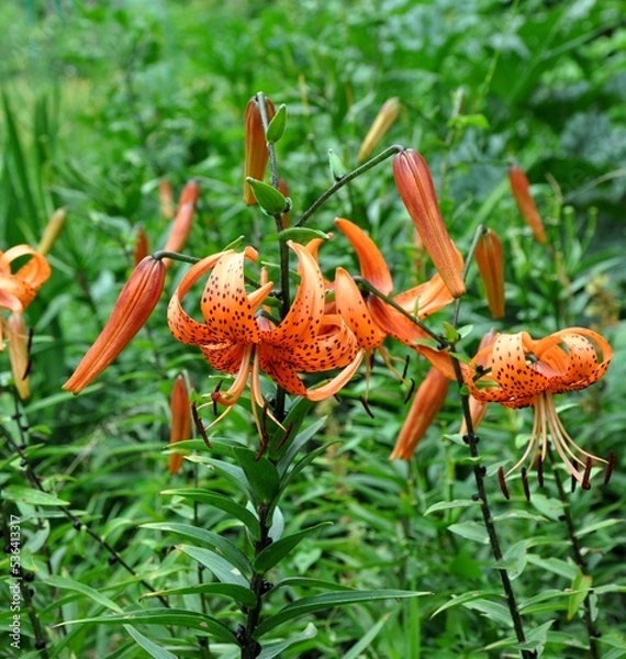 Obraz red lilies flower