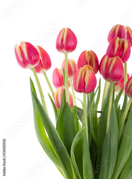 Fototapeta Bunch of red tulips on a white background