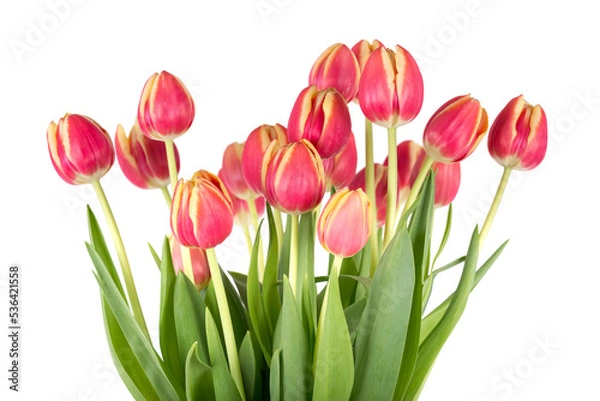 Fototapeta Bunch of red tulips on a white background