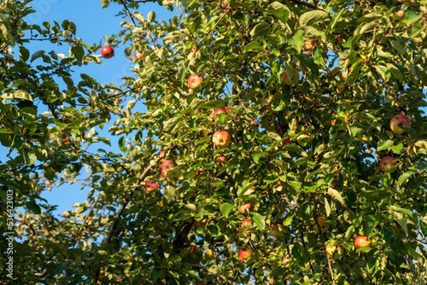Obraz apples on a tree