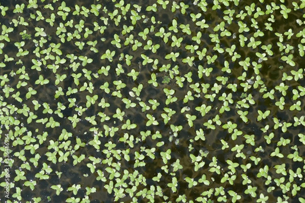 Obraz 水草　葉模様