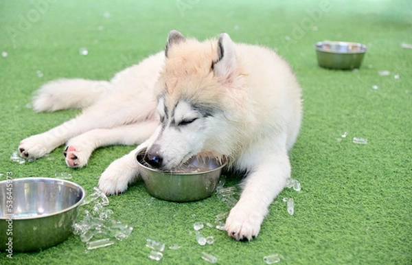 Fototapeta Closeup of Foreign Dog Breeds eating ice in an aluminum bowl on artificial grass deliciously to feel relaxed and cool in the pet shop in Thailand.