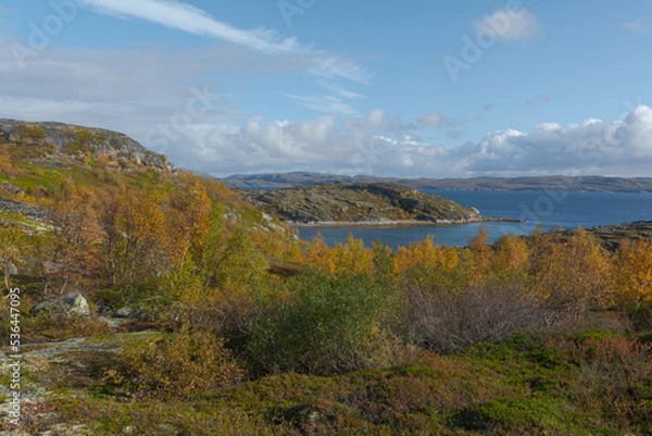 Fototapeta In autumn, tundra with a lake and trees with yellow leaves.