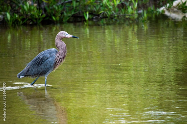 Fototapeta La comida no llega sola