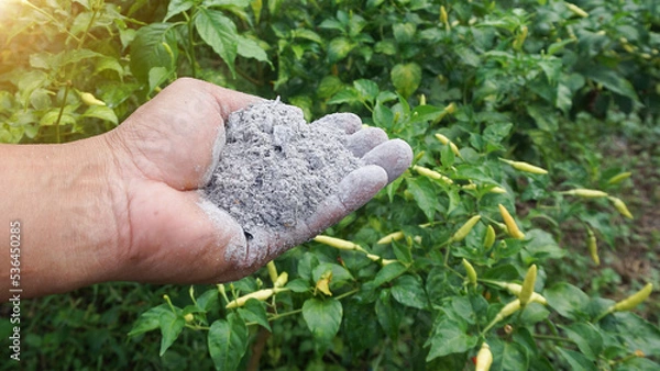 Fototapeta Gardeners catch ashes that are used as fertilizer to nourish plants in the garden.