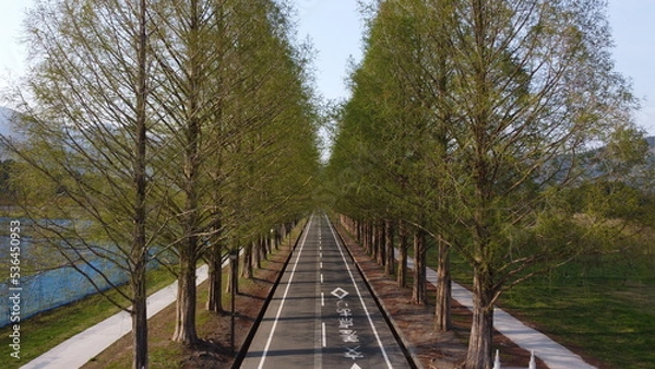 Obraz redwood street