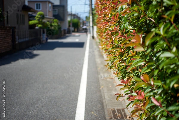 Obraz 街並み・住宅街・植え込み・生垣・風景・アスファルト・生活道路・白線