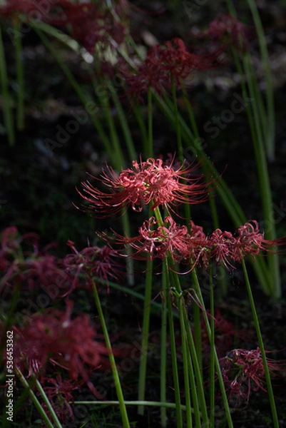 Fototapeta 木漏れ日のスポットライトを受ける曼殊沙華