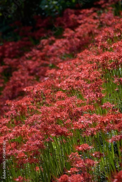 Fototapeta 密集して咲く彼岸花