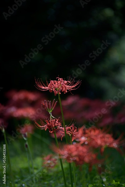 Fototapeta 曼殊沙華の群生の中で目を引く一輪