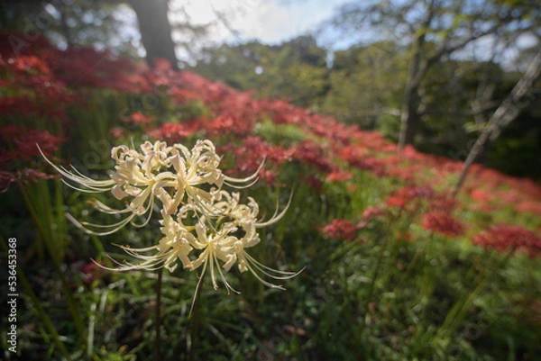 Obraz 群生する彼岸花の中に咲く白い彼岸花