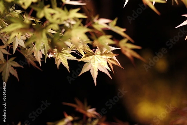 Obraz autumn leaves on a tree