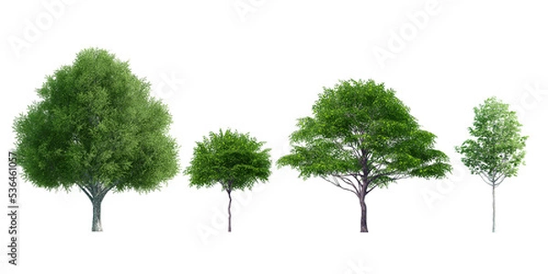 Fototapeta Collection Beautiful 3D Trees Isolated on PNGs transparent background , Use for visualization in architectural design or garden decorate	

