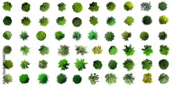 Fototapeta Collection of 3D Top view Green Trees Isolated on PNGs transparent background , Use for visualization in architectural design or garden decorate	