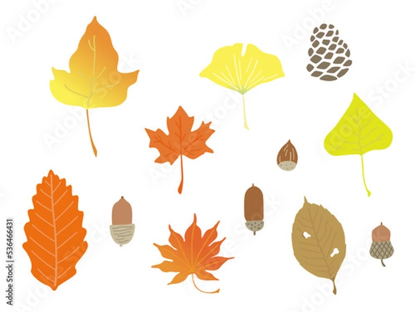 Fototapeta 秋の落ち葉とどんぐりのイラスト（カラー）