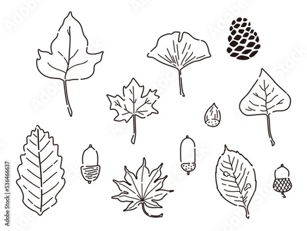 Fototapeta 秋の落ち葉とどんぐりのイラスト（線画）