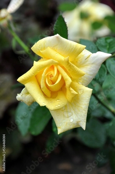 Obraz Yellow rose blooming on blurred background close-up