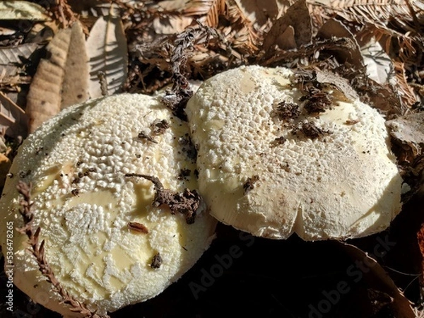 Obraz mushrooms in the forest