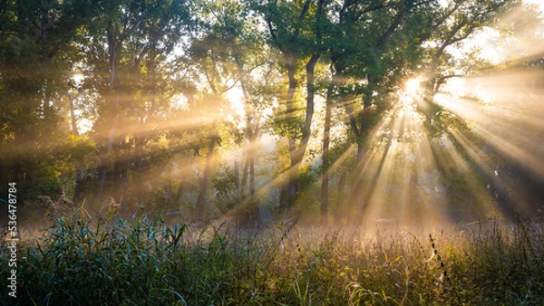 Obraz Die Sonne scheint durch Nebel und Bäume an einem Morgen im Herbst