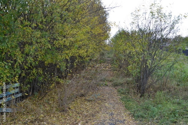 Fototapeta path in the forest