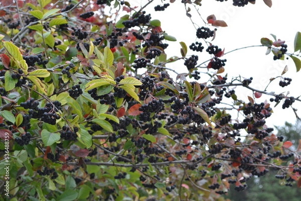 Obraz berries on a bush
