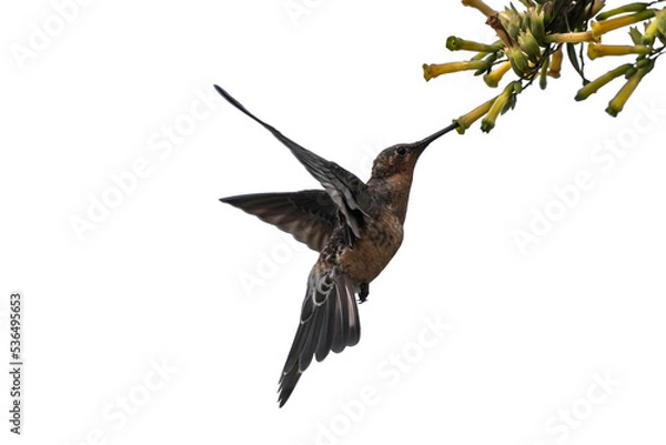 Obraz bird in flight