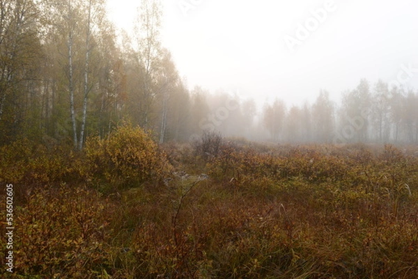 Fototapeta Autumn landscape of a foggy dawn on swamp surrounded by birch trees in yellow leaves