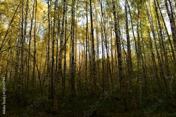 Fototapeta Autumn leaf colors the birch forest in a yellow color on a blue sky background on a good sunny weather
