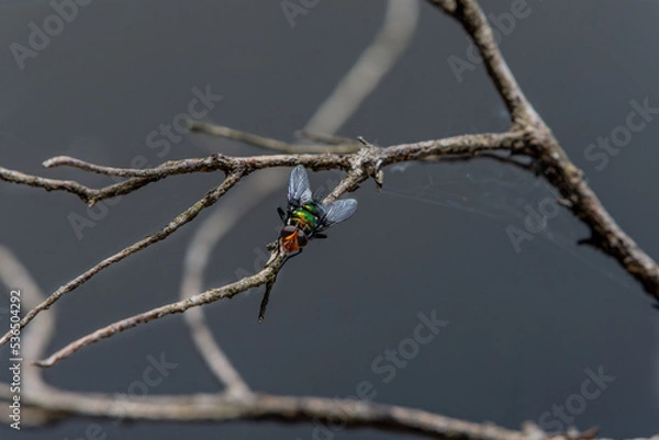 Obraz Australian fly on a branch