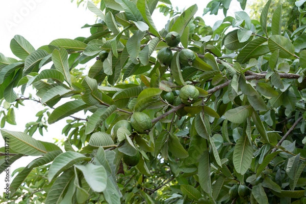 Fototapeta Ripe guavas on the tree before picking