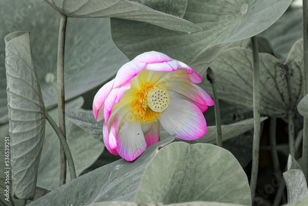 Fototapeta Un gros plan d'une belle fluer sur un fond en noir et blanc	
