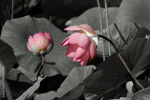 Fototapeta Un gros plan d'une belle fluer sur un fond en noir et blanc	
