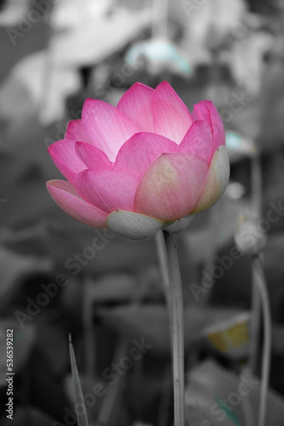 Fototapeta Un gros plan d'une belle fluer sur un fond en noir et blanc	
